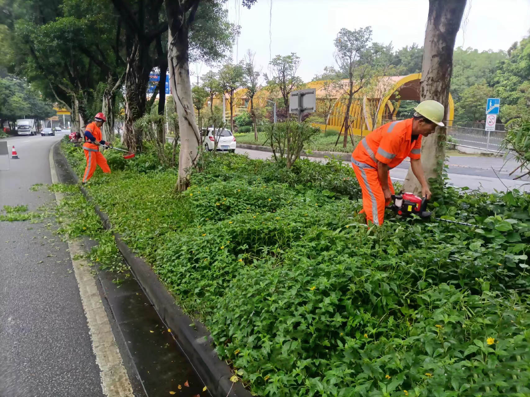 深圳城市綠化草坪除雜草